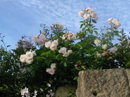 FLEURS fleurs GITE LA CHESNAYE DEUX SEVRES