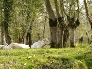 ANIMAUX MARIAS POITEVIN NIORT DEUX SEVRES