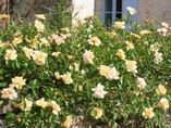 ROSE ON SELF CATERING LA CHESNAYE